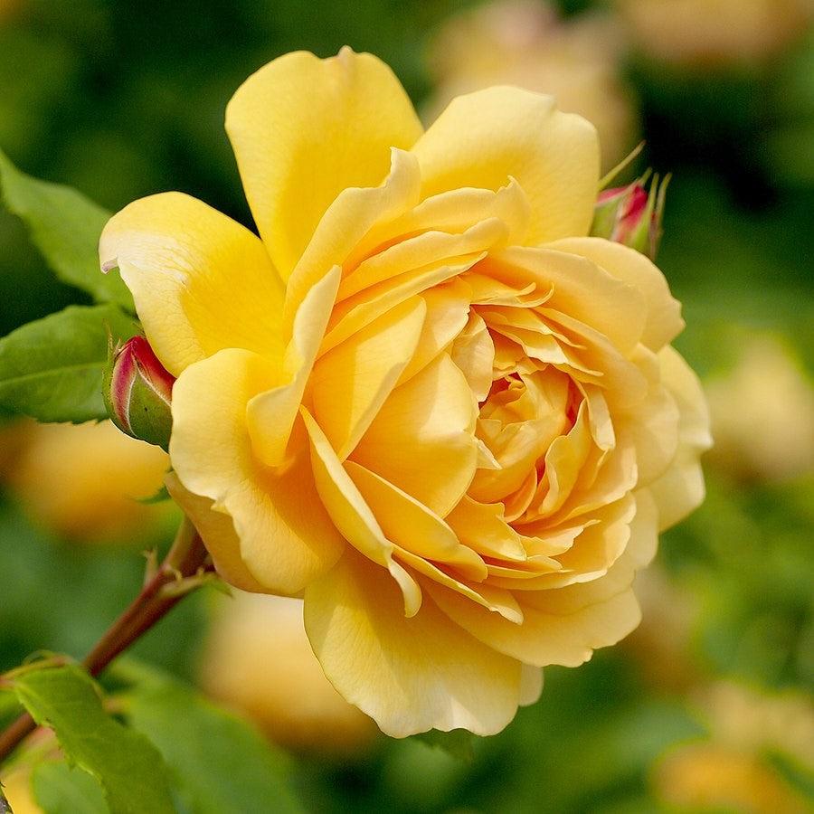 Rosa 'AUSgold' - Golden Celebration Rose