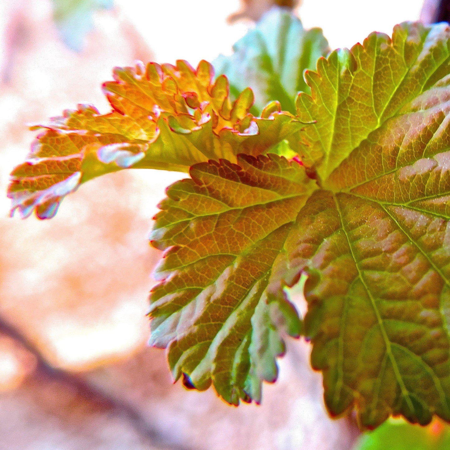 Physocarpus opulifolius - First Editions® Amber Jubilee™ Ninebark