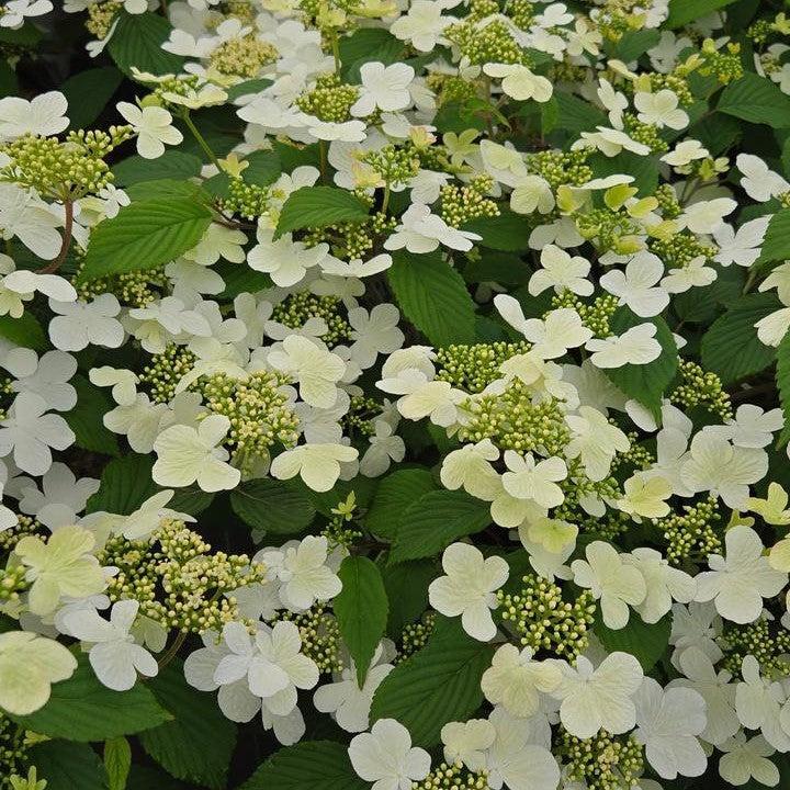 Viburnum plicatum var. tomentosum - Steady Eddy® Doublefile Viburnum