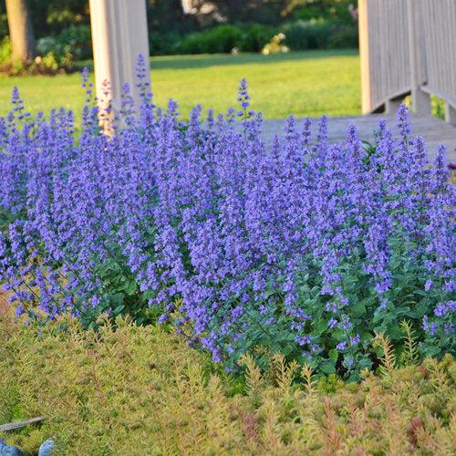 Nepeta faassenii - Cat's Meow Catmint