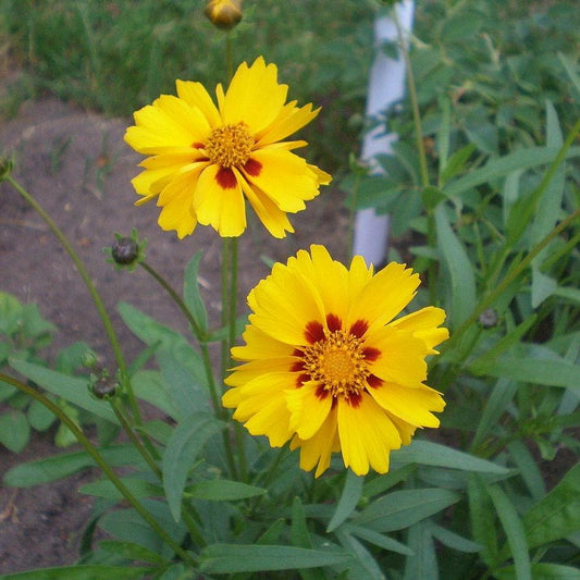 Coreopsis x - Tequila Sunrise Tickseed