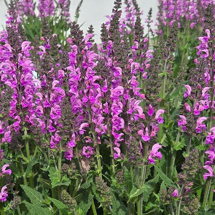 Salvia - Color Spires® Back to the Fuchsia Salvia
