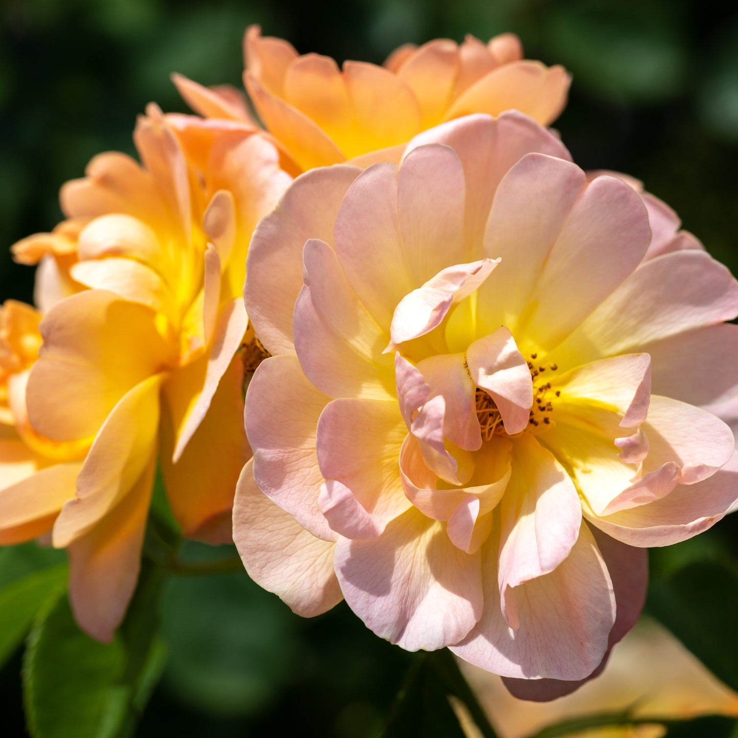 Rosa - The Lark Ascending® Rose