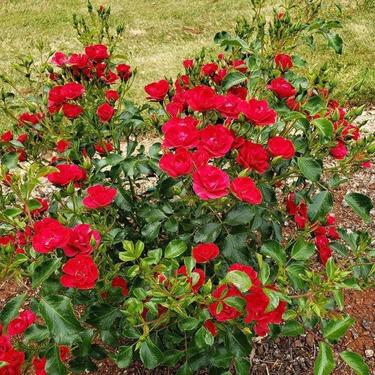 Rosa x - Flower Carpet® Mini Cherry Rose