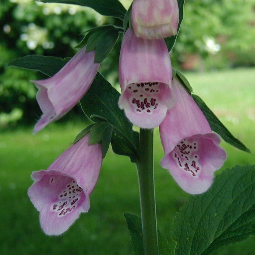 Digitalis purpurea - Camelot Lavender Foxglove