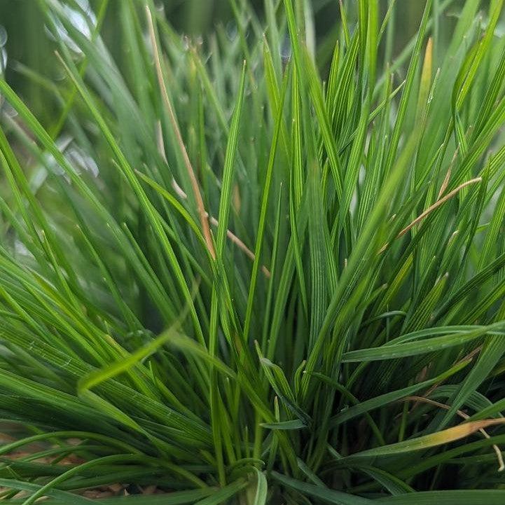 Deschampsia cespitosa - Pixie Fountain Tufted Hair Grass