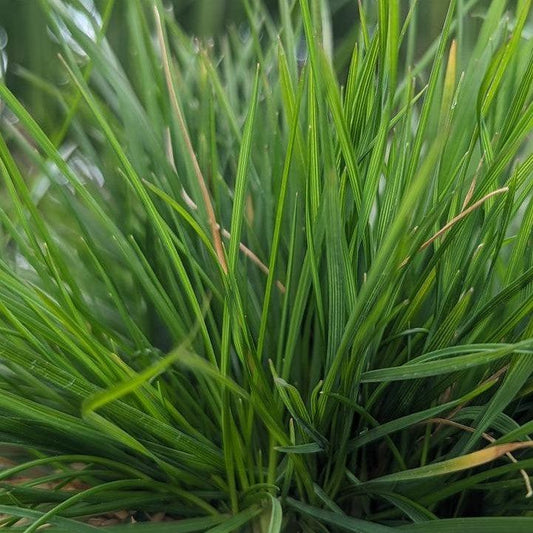Deschampsia cespitosa - Pixie Fountain Tufted Hair Grass