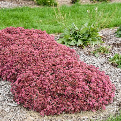 Sedum ‘Popstar’ - Rock 'N Round™ Popstar Stonecrop