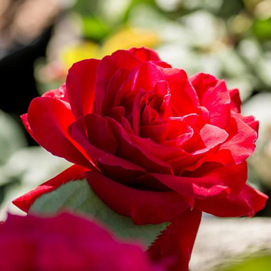 Rosa - Europeana Rose