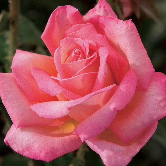 Rosa - Chicago Peace® Rose