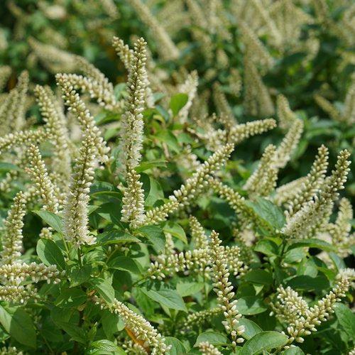 Itea virginica - PW® Fizzy Mizzy® Sweetspire