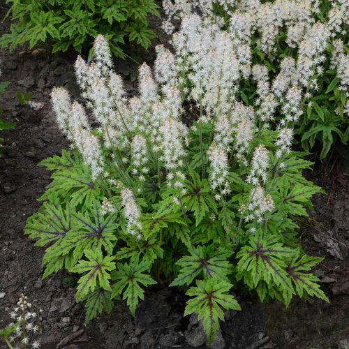 Tiarella - Cutting Edge Foamflower