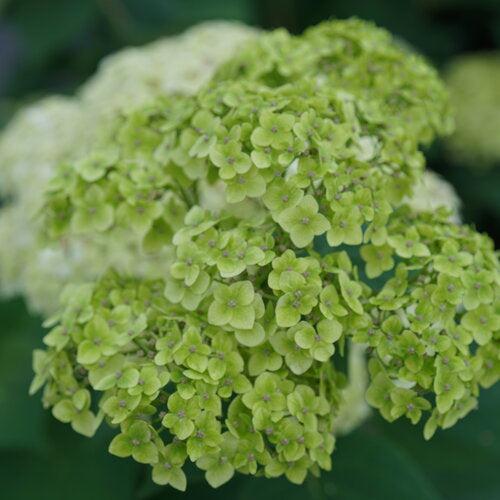 Hydrangea arborescens - Invincibelle Sublime™ Smooth Hydrangea