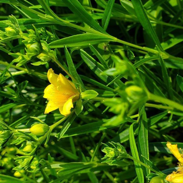 Hypericum kalmianum - Gemo St. John's Wort
