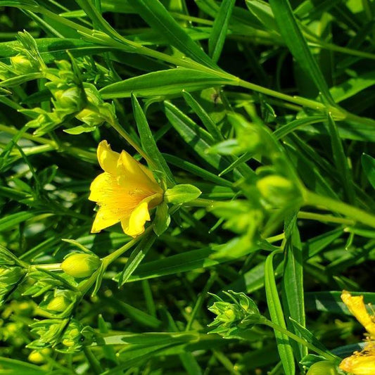 Hypericum kalmianum - Gemo St. John's Wort