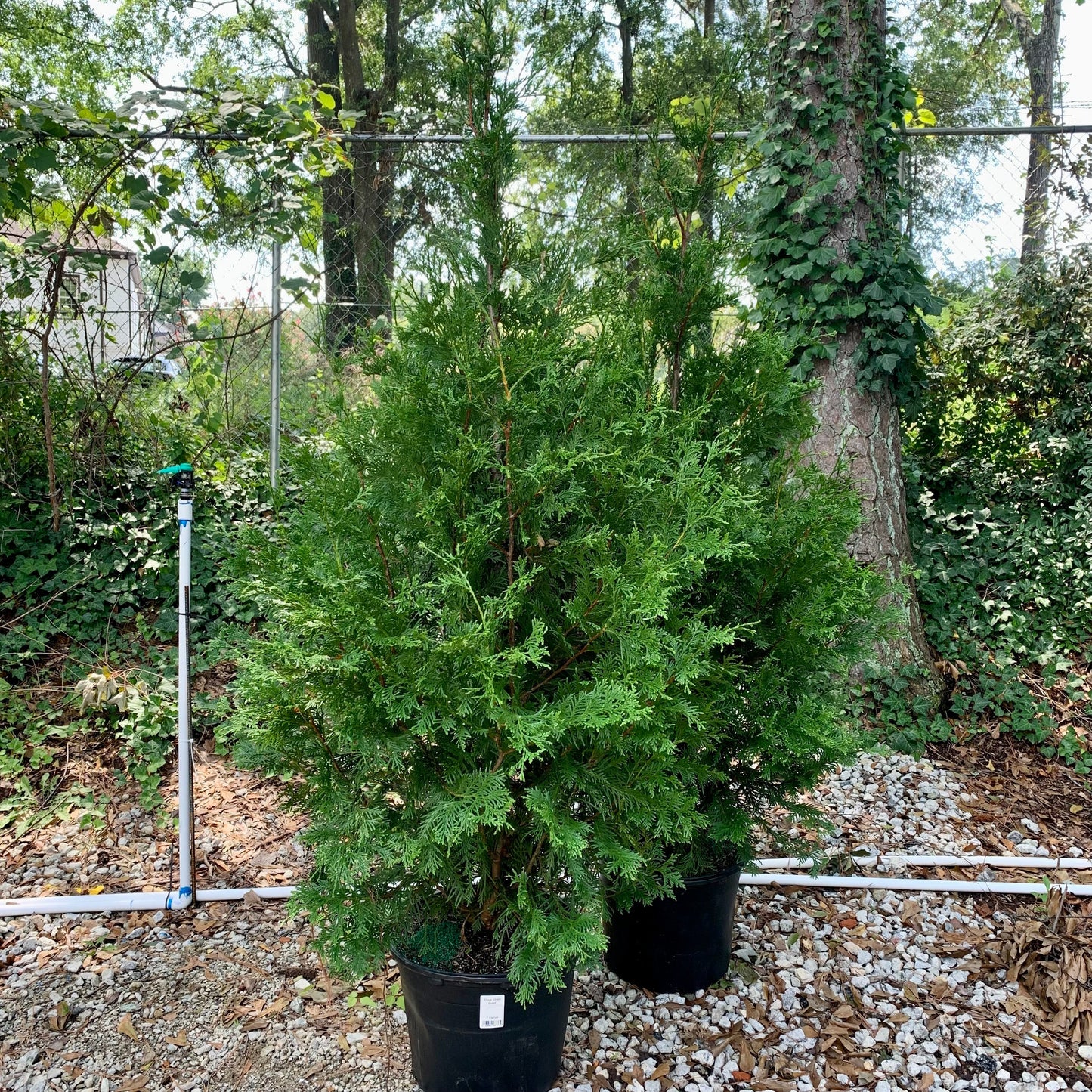 Thuja standishii x plicata - Green Giant Arborvitae