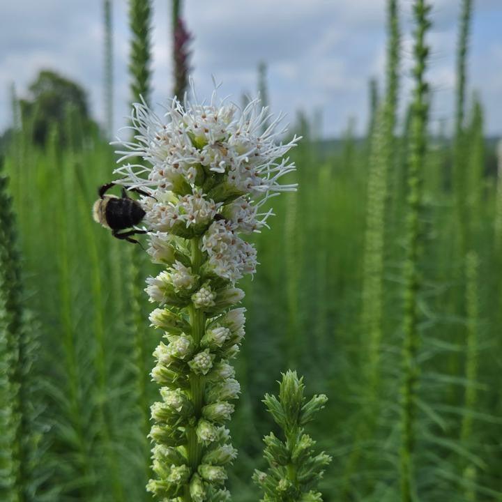 Liatris spicata - White Blazing Star