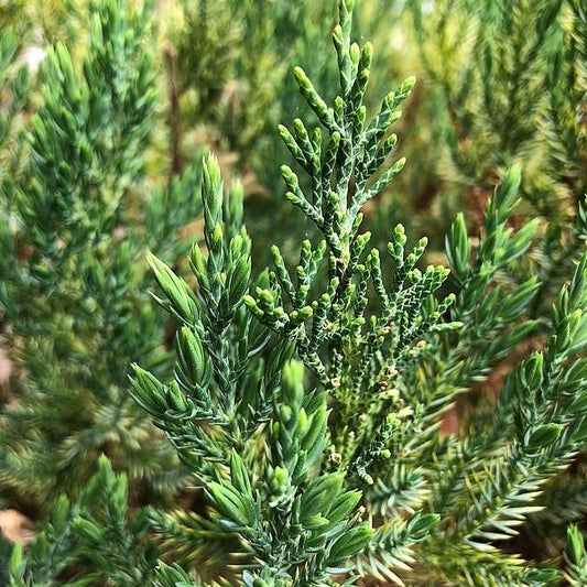 Juniperus chinensis - Blue Point Juniper