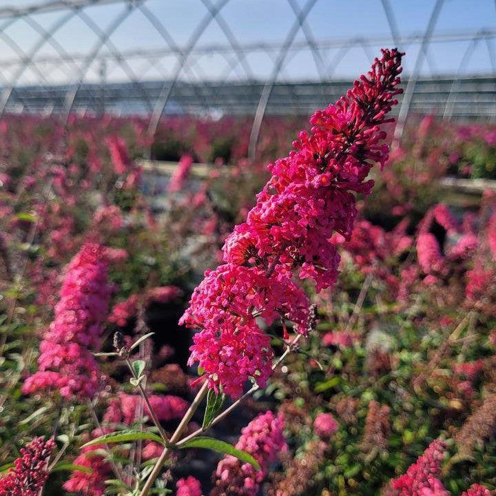 Buddleia davidii - Monarch® Prince Charming Butterfly Bush