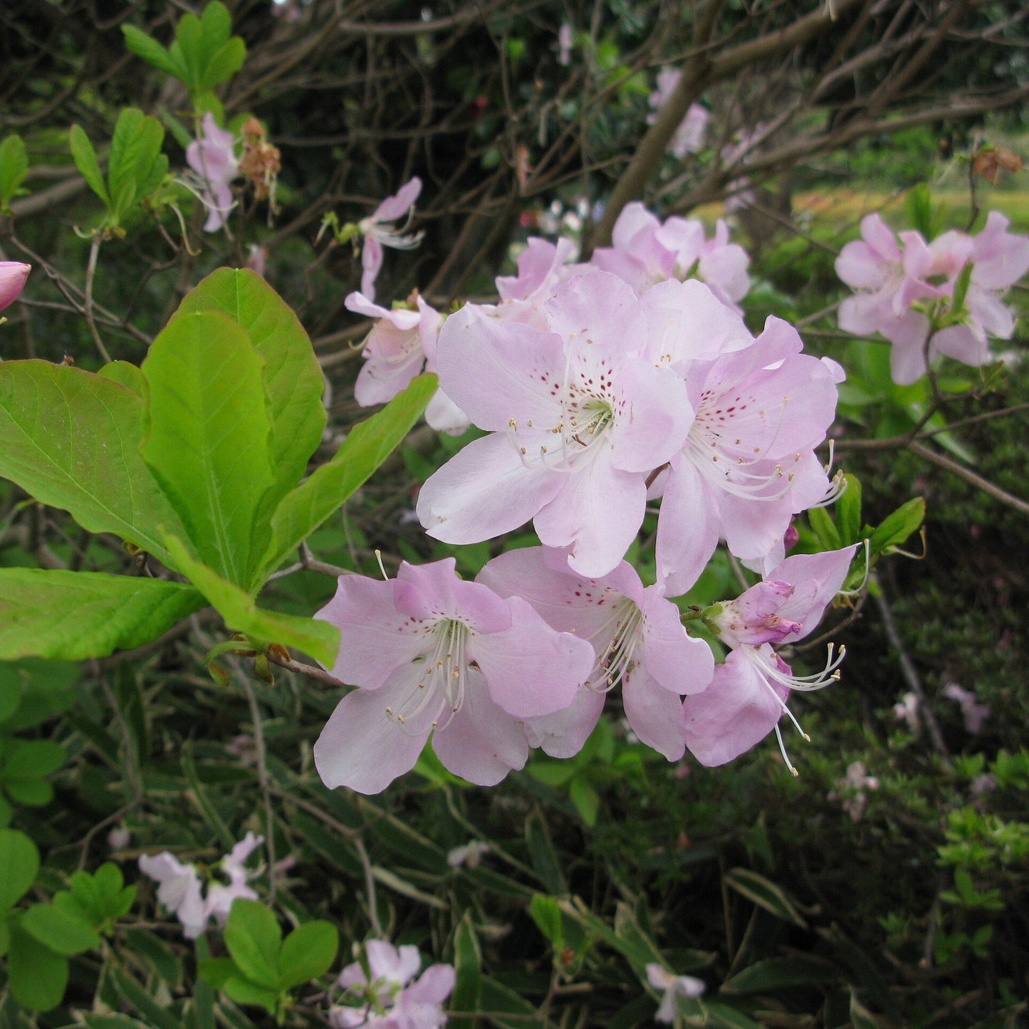 Azalea schlippenbachii - Royal Azalea