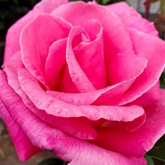 Rosa - Perfume Delight™ Rose