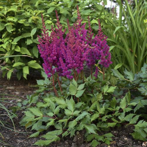 Astilbe chinensis - Vision in Red Chinese Astilbe