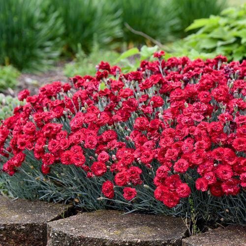Dianthus - Fruit Punch® Maraschino Dianthus