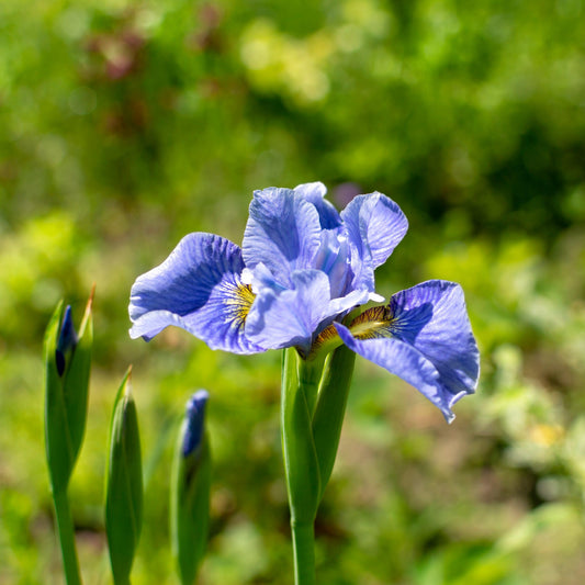 Iris sibirica - Cape Cod Boys Siberian Iris