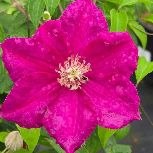 Clematis - Rouge Cardinal Clematis