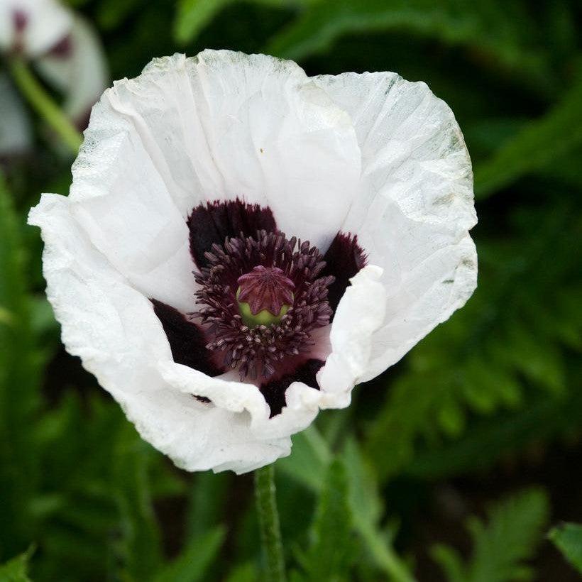Papaver orientalis - Royal Wedding Poppies