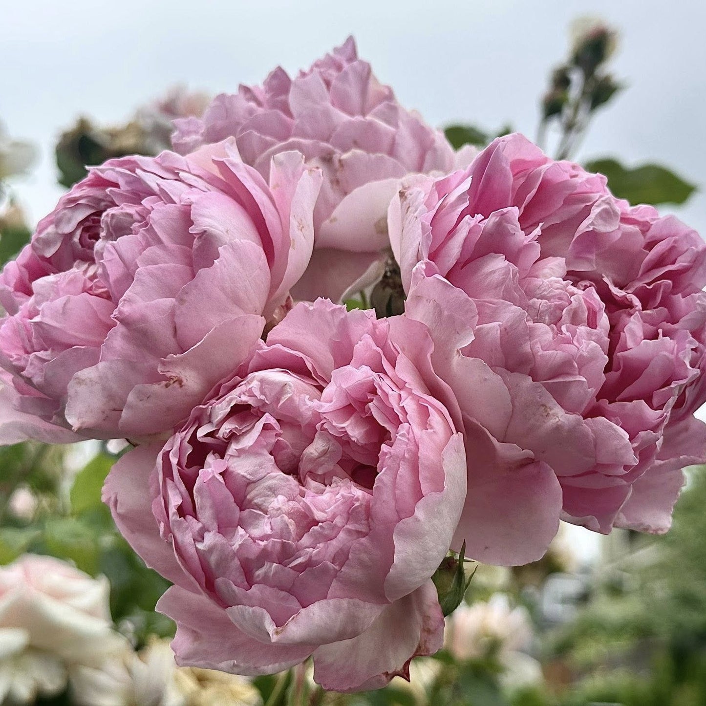 Rosa - The Ingenious Mr. Fairchild® Rose