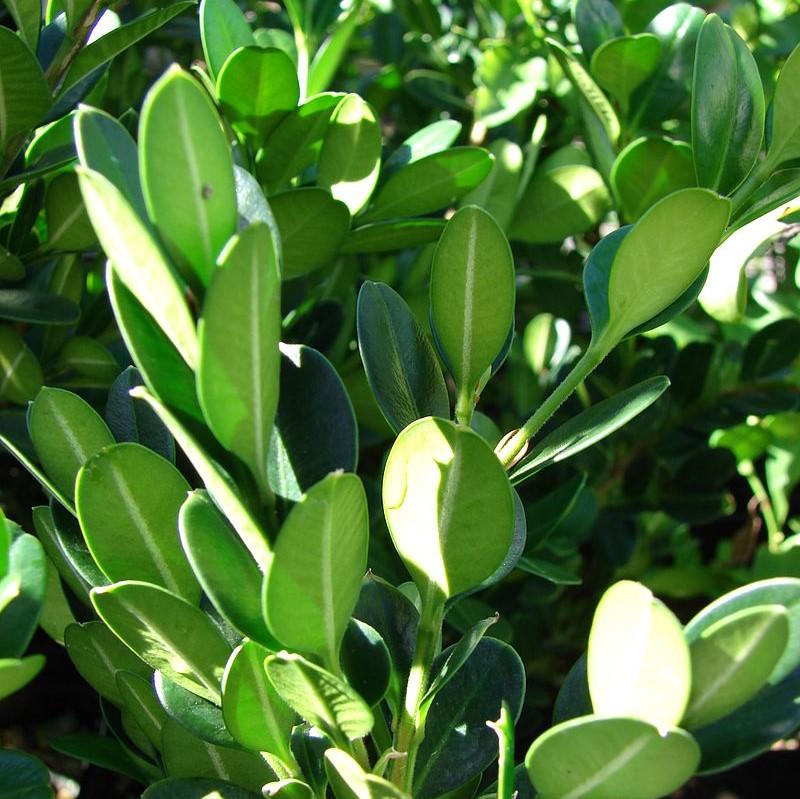 Buxus ‘SB 108’ - NewGen™ Independence® Boxwood