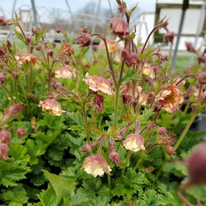 Geum - Pretticoats™ Peach Avens