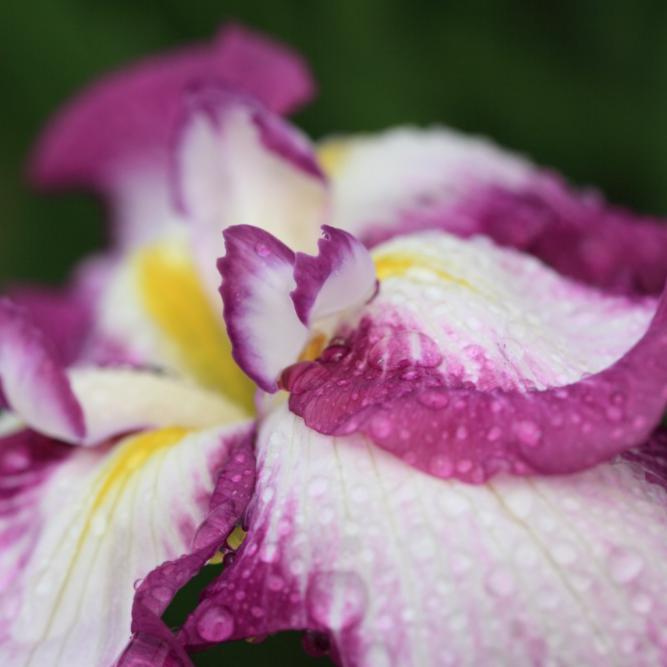 Iris ensata - Lion King Japanese Iris