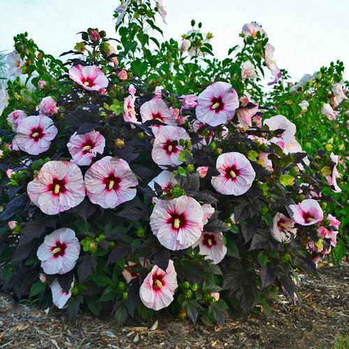 Hibiscus - Summerific® Perfect Storm Hibiscus