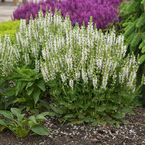 Salvia nemorosa ‘White Profusion’ - White Profusion Meadow Sage