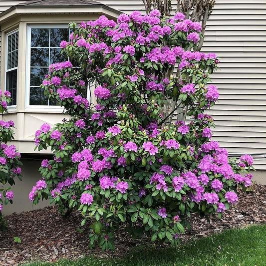 Rhododendron - English Roseum Rhododendron
