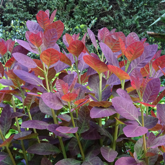 Cotinus coggygria - Royal Purple Smoke Tree