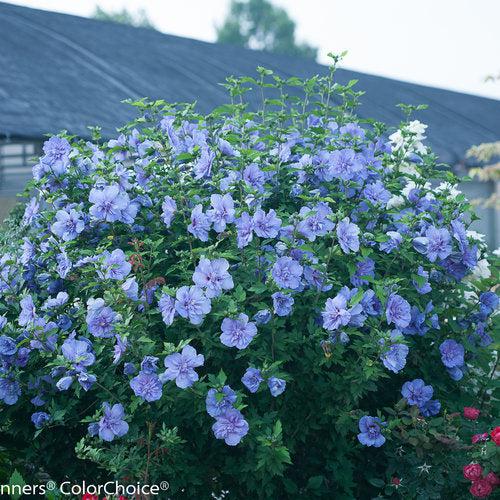 Hibiscus syriacus - Blue Chiffon® Hibiscus
