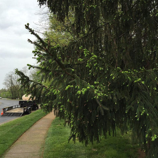 Picea abies - Norway Spruce