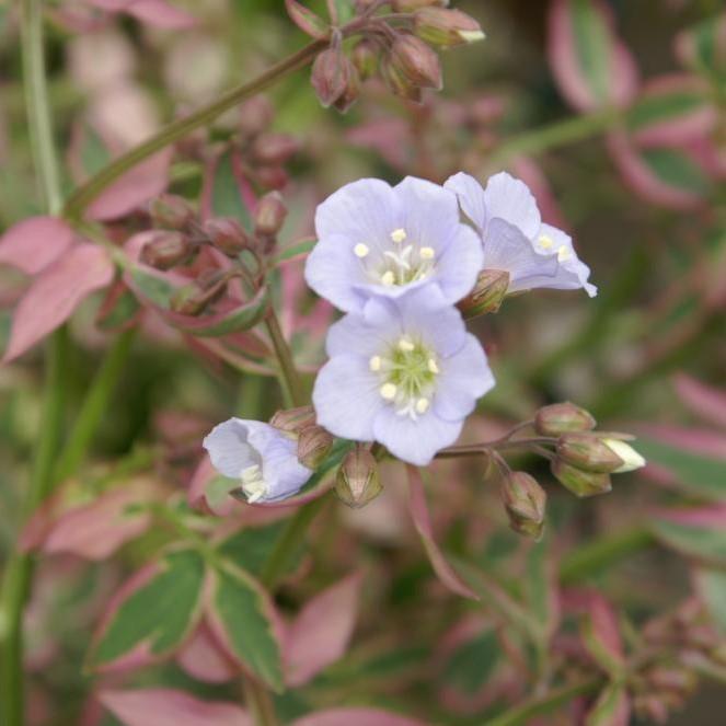 Polemonium reptans - Stairway to Heaven Creeping Jacob's Ladder