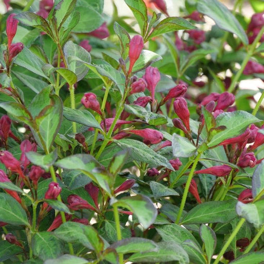 Weigela florida - PW® Vinho Verde® Weigela