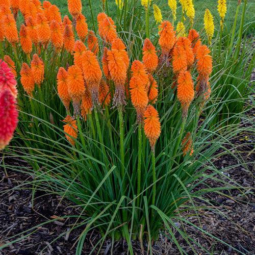 Kniphofia - PW® Pyromania® Blazing Orange Red Hot Poker, Torch Lily