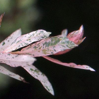 Salix integra 'Hakuro Nishiki' - Dappled Willow