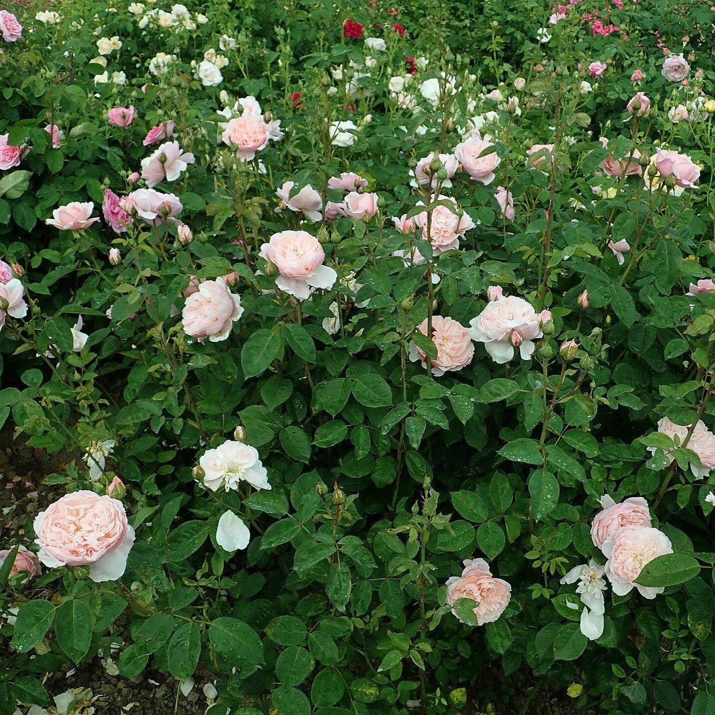 Rosa - The Alnwick® Rose