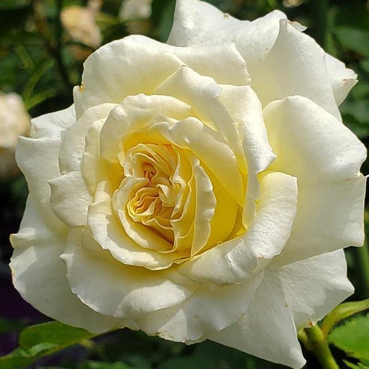 Rosa - First Editions® The Finest™ Rose