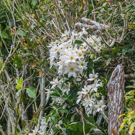 Clematis paniculata - Autumn Clematis