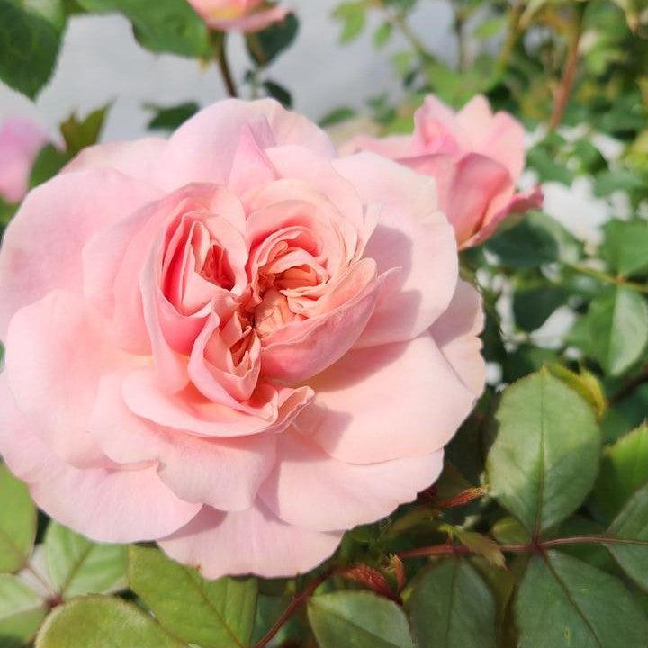 Rosa - Boscobel™ Rose