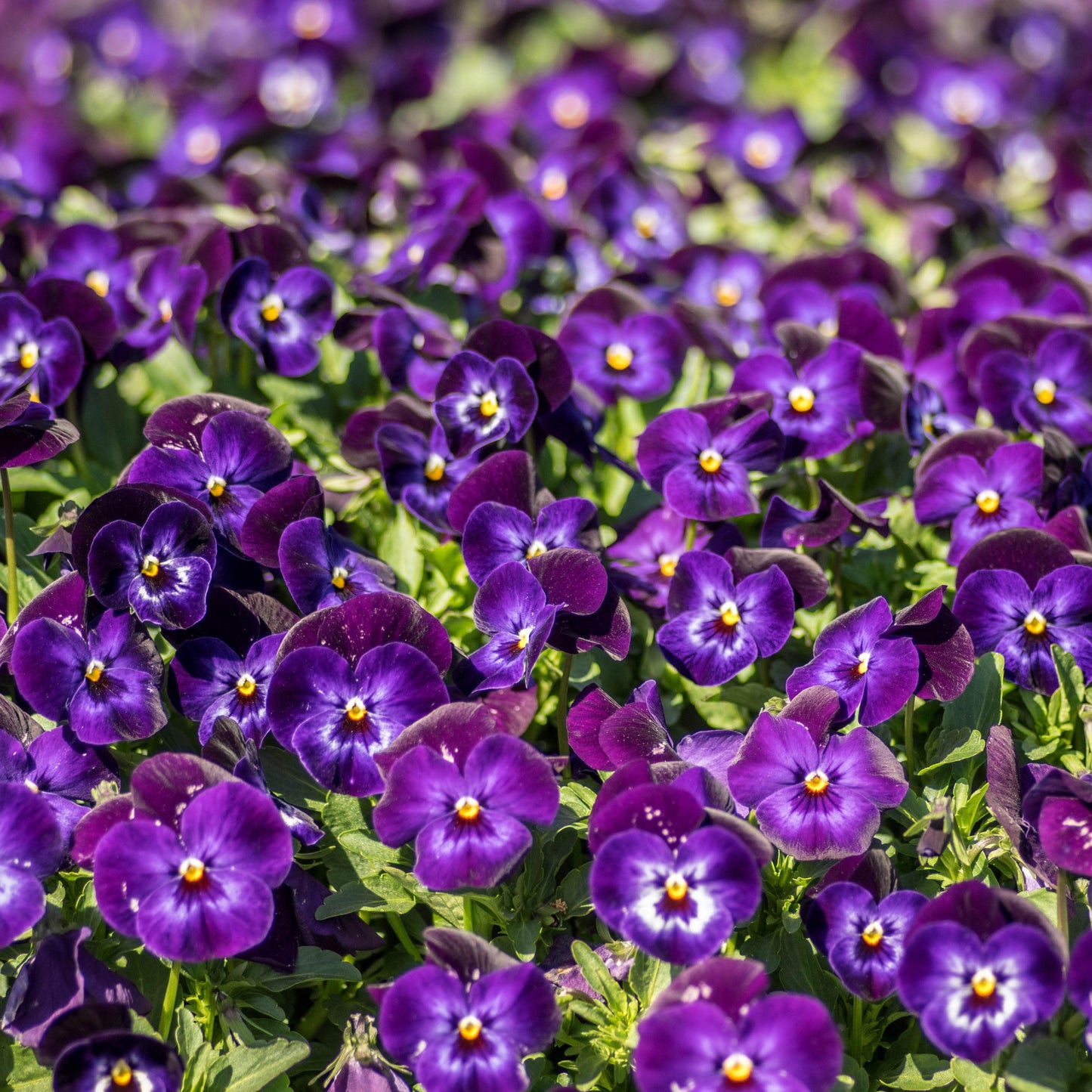 Viola cornuta - Penny™ Denim Jump Up Viola