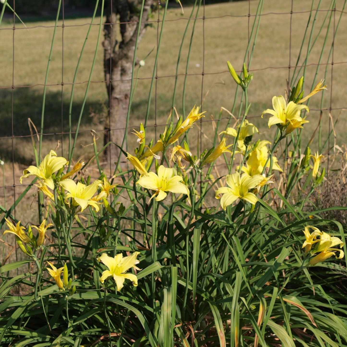 Hemerocallis - Hyperion Daylily